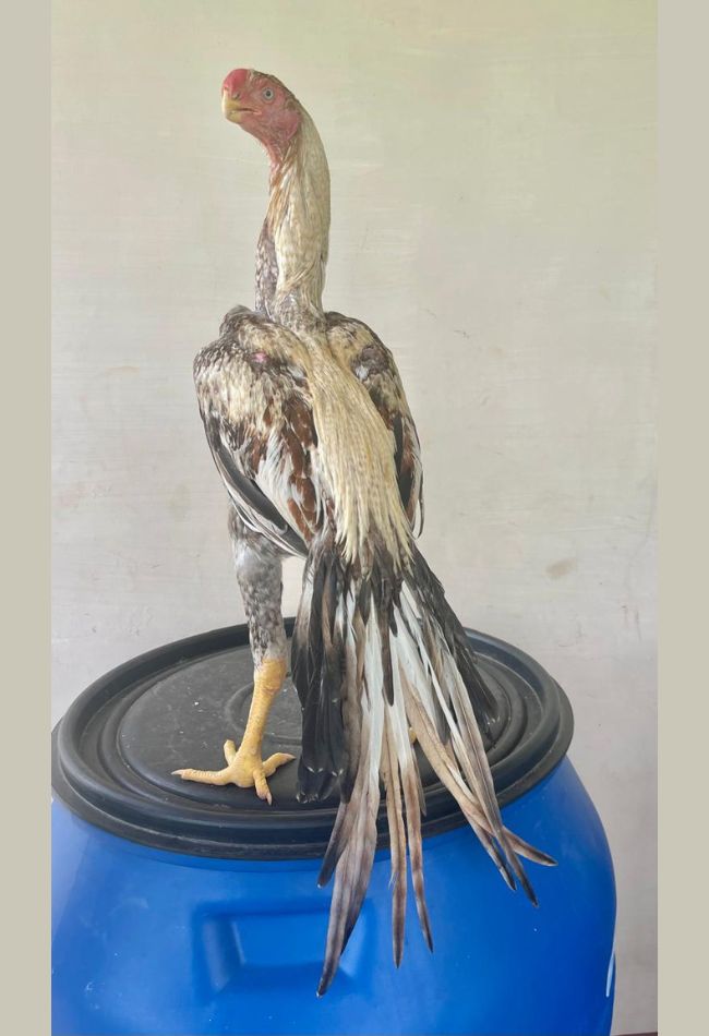 Parrot beak long tail aseel  Young Male for sale